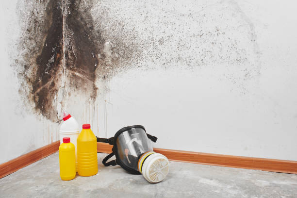 Best Mold Removal Company Near Me  in Oshkosh, WI