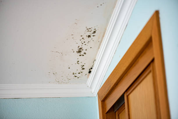 Best Toxic Mold Removal  in Oshkosh, WI