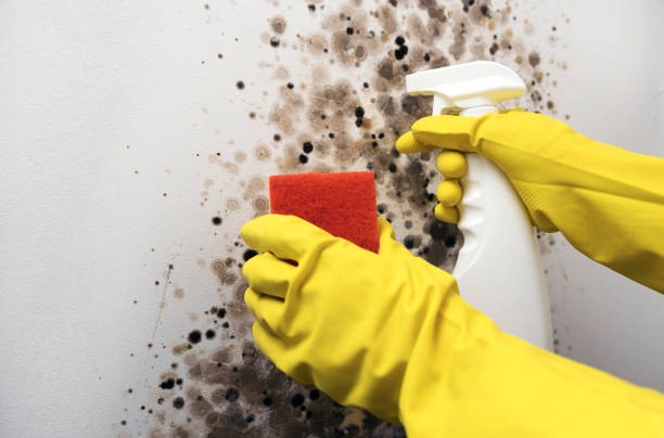 Best Mold Removal Specialists  in Oshkosh, WI