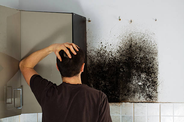 Best Home Mold Removal  in Oshkosh, WI
