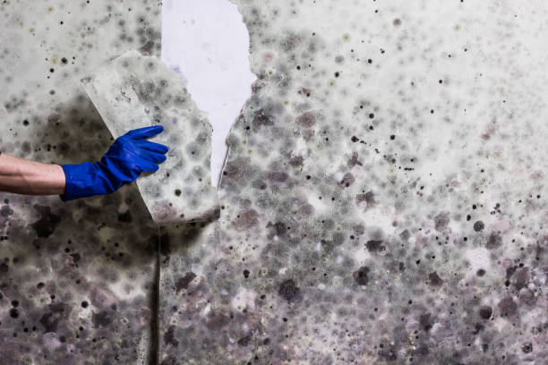 Trusted Oshkosh, WI Mold Removal Experts