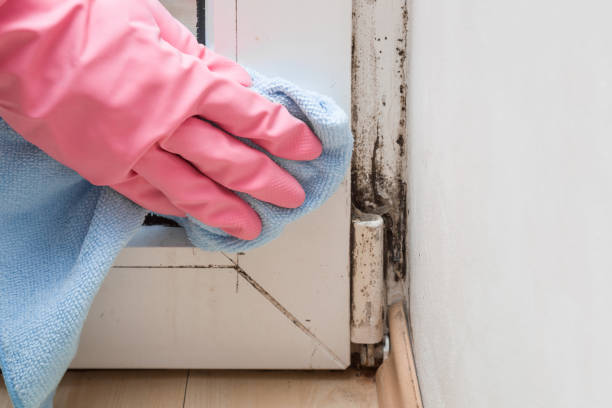 Best Commercial Mold Removal  in Oshkosh, WI