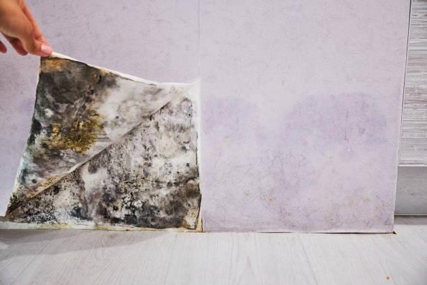 Best Home Mold Removal  in Oshkosh, WI
